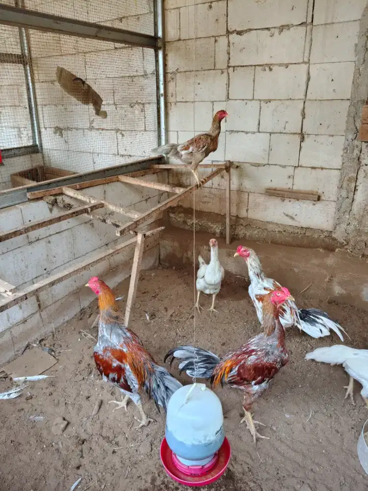 Jual Ayam Bangkok