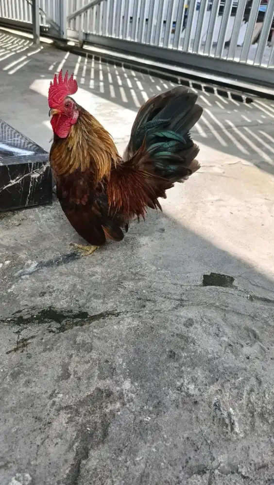 Ayam Kate Bagus