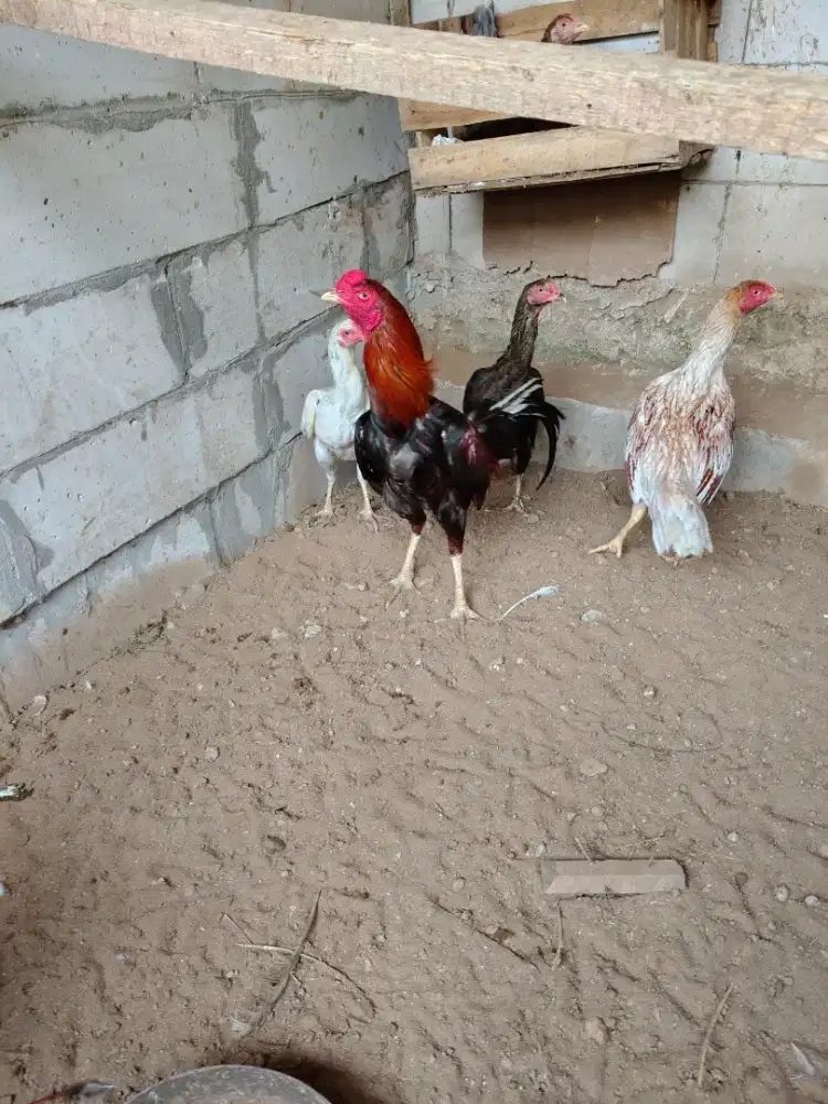 Jual Ayam Bangkok Murah