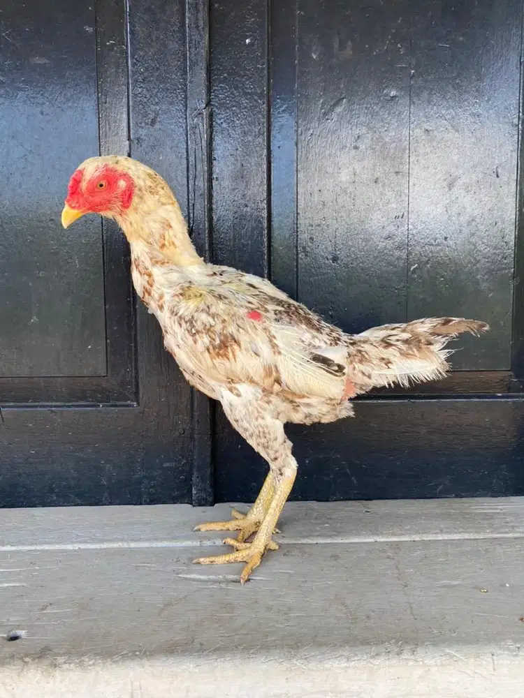 Ayam bangkok klasik mewah