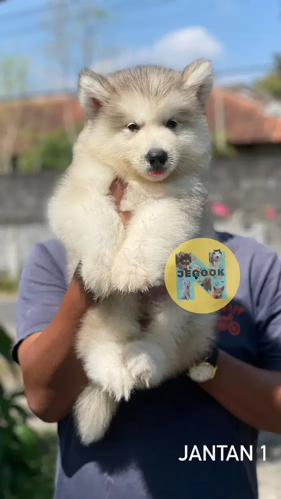 Alaskan Malamute Puppies