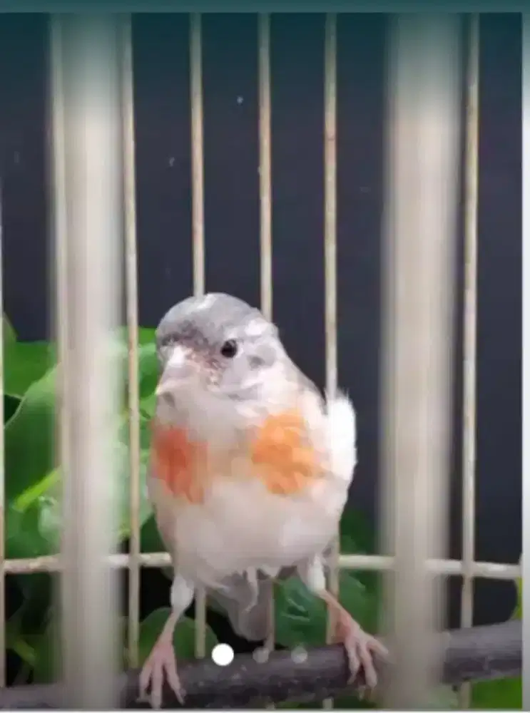 burung redsiskin betina siapan