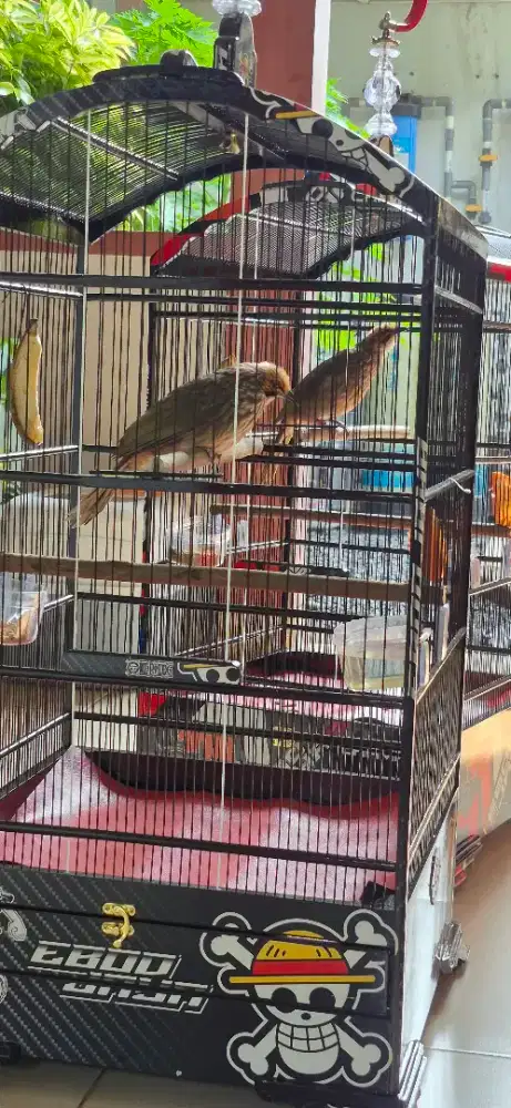 Sepasang Indukan Cucak Rowo Baru Angkat Dari Kandang Ternak