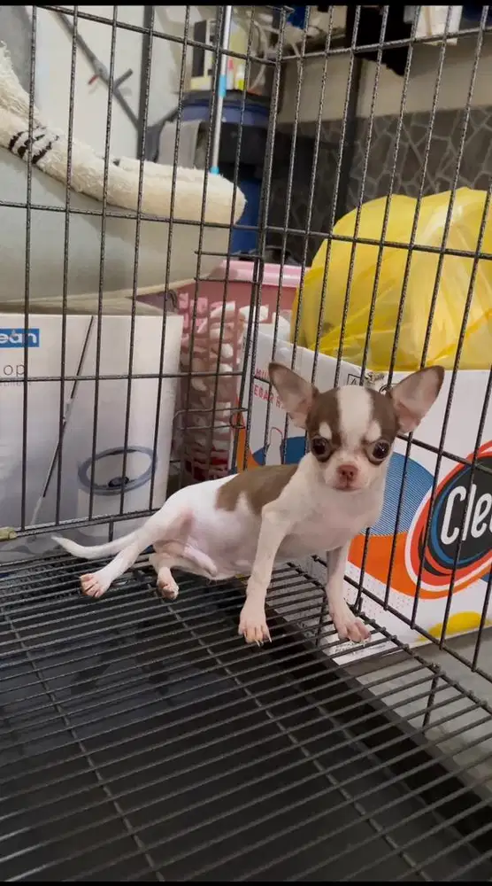 Chihuahua no stbm