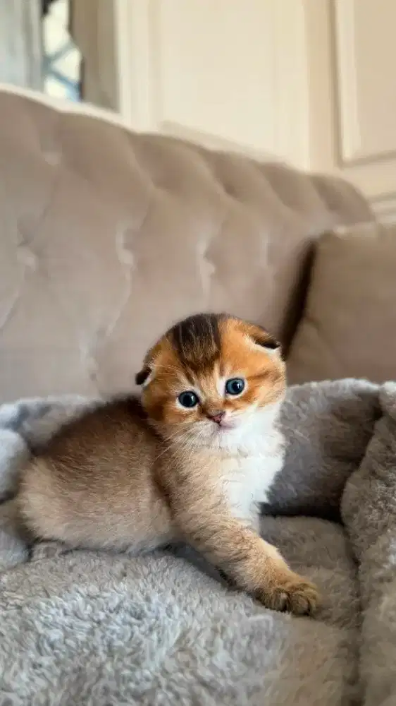 scottish fold jantan dan betina golden