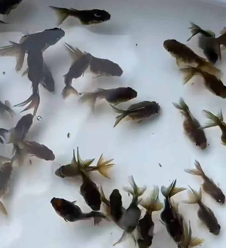 DIJUAL IKAN MASKOKI SEHAT & CANTIK