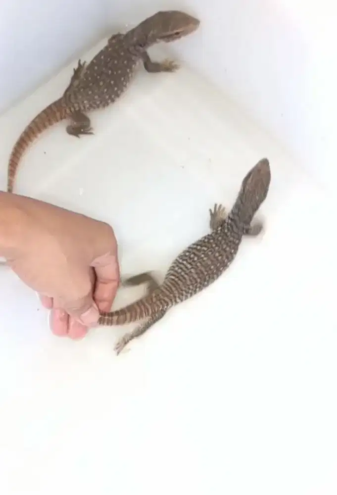 Kadal biawak Air