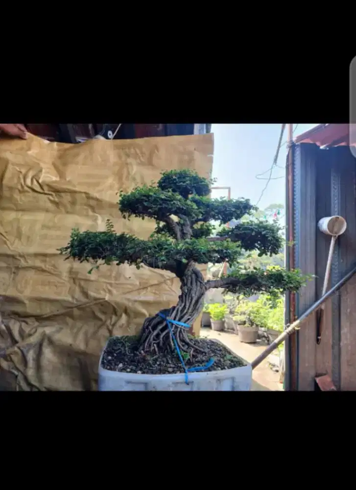Pohin Bonsai / Pohon hias