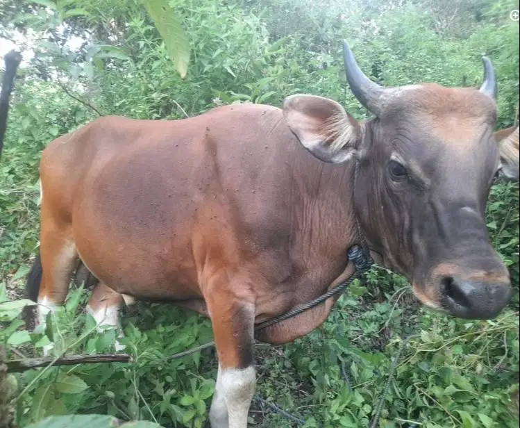sapi potong kupang 250kiloan siap hajatan kenduri nazar sedekahan puas