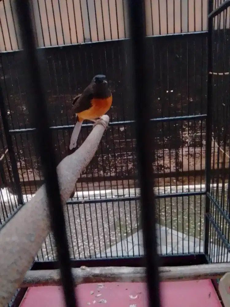Di Jual Cepat Burung Murai