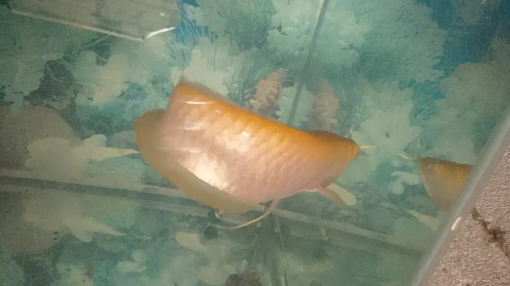 Ikan arwana silver albino
