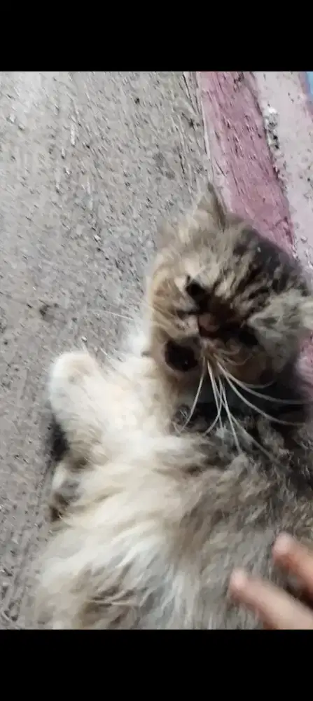 Persis Peaknose