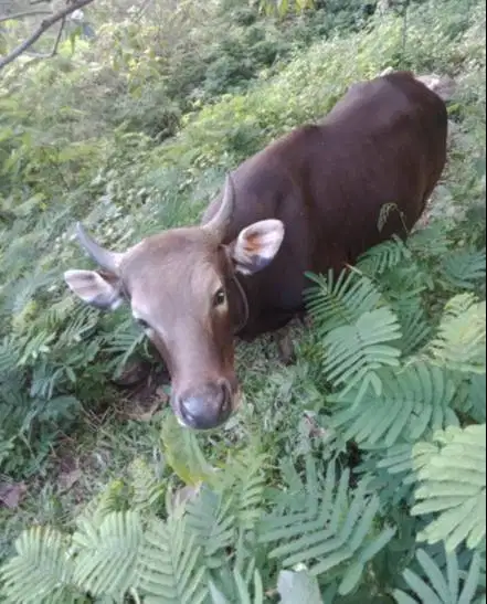 sapi potong kupangan 250kiloan siap hajatan nazar sedekahan syukuran