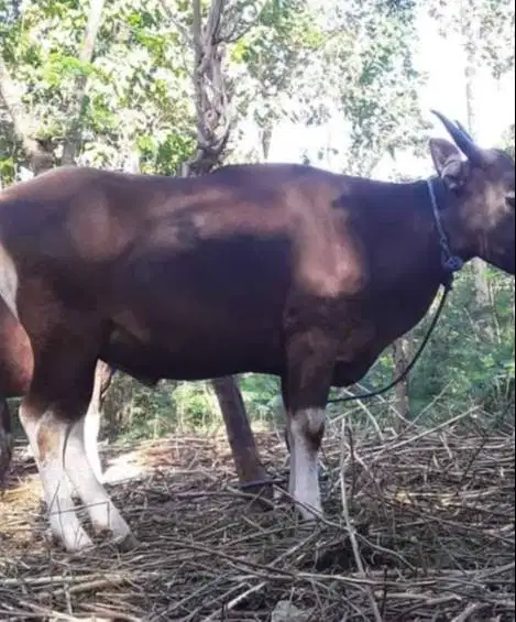 sapi potong kupangan 250kiloan siap hajatan nazar sedekahan syukuran