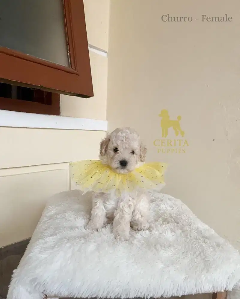 JUAL POODLE BETINA GOOD QUALITY