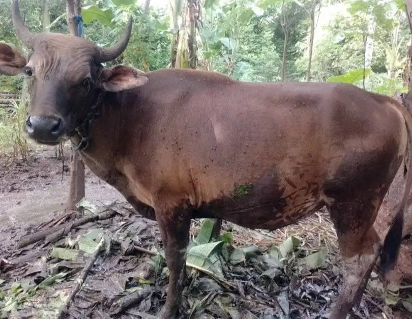 sapi kupang 250kiloan siap potong hajatan nazar sedekahan syukuran top