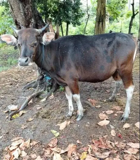 sapi kupang 250kiloan siap potong hajatan nazar sedekahan syukuran top