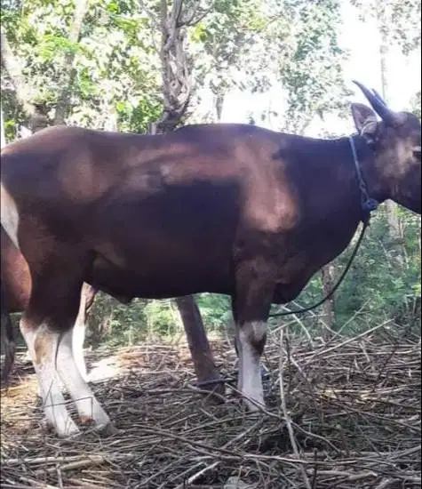 sapi kupang 250kiloan siap potong hajatan nazar sedekahan syukuran top