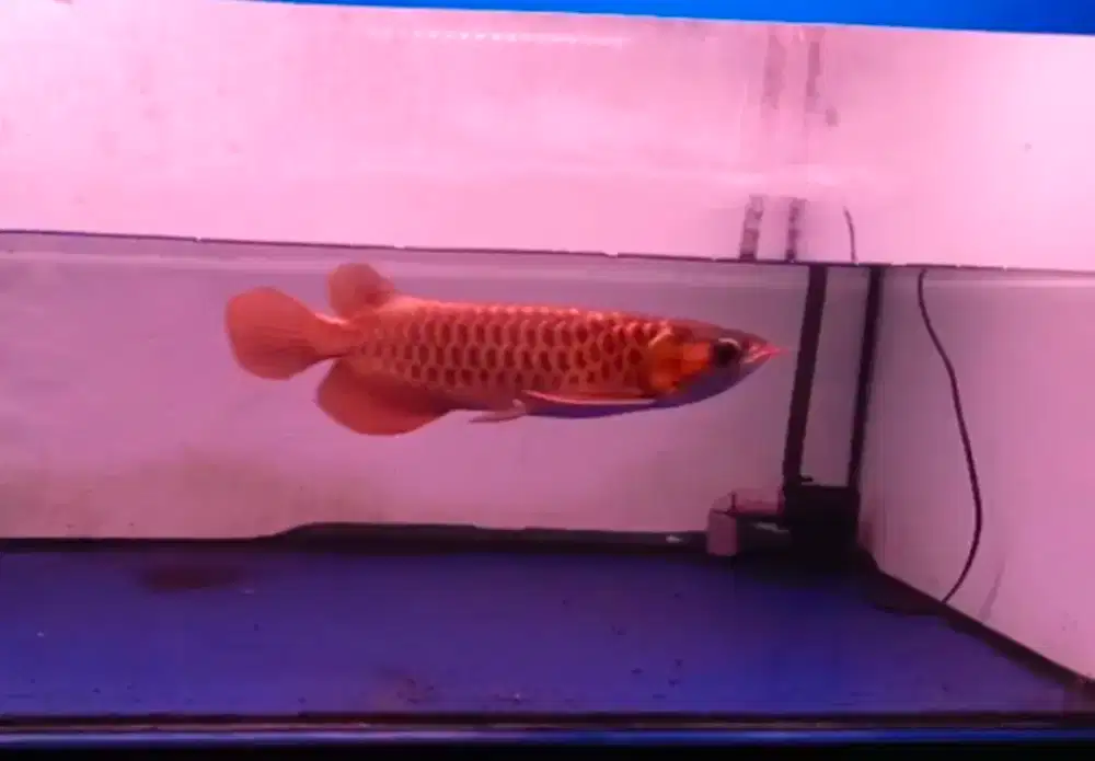Arowana Arwana Super Red MURAH