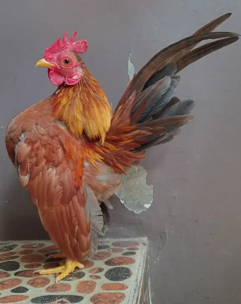 Ayam serama selam jantan