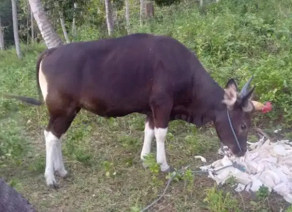 sapi kupang 250kiloan siap potong hajatan nazar sedekahan syukuran top