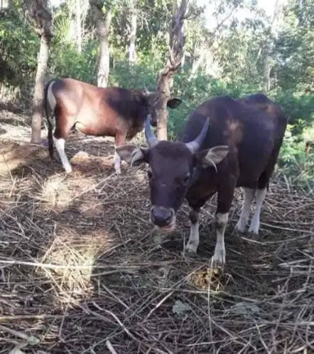 sapi kupang 250kiloan siap potong hajatan nazar sedekahan syukuran top