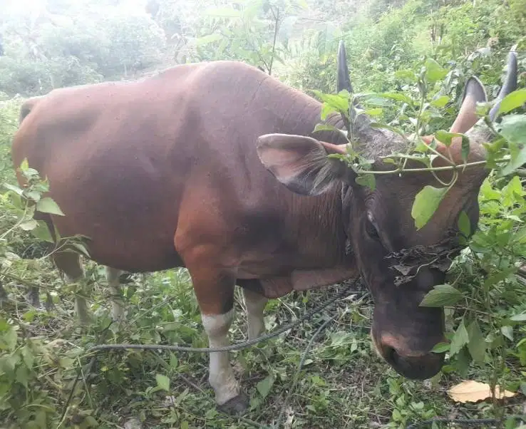 sapi kupang 250kiloan siap potong hajatan nazar sedekahan syukuran top