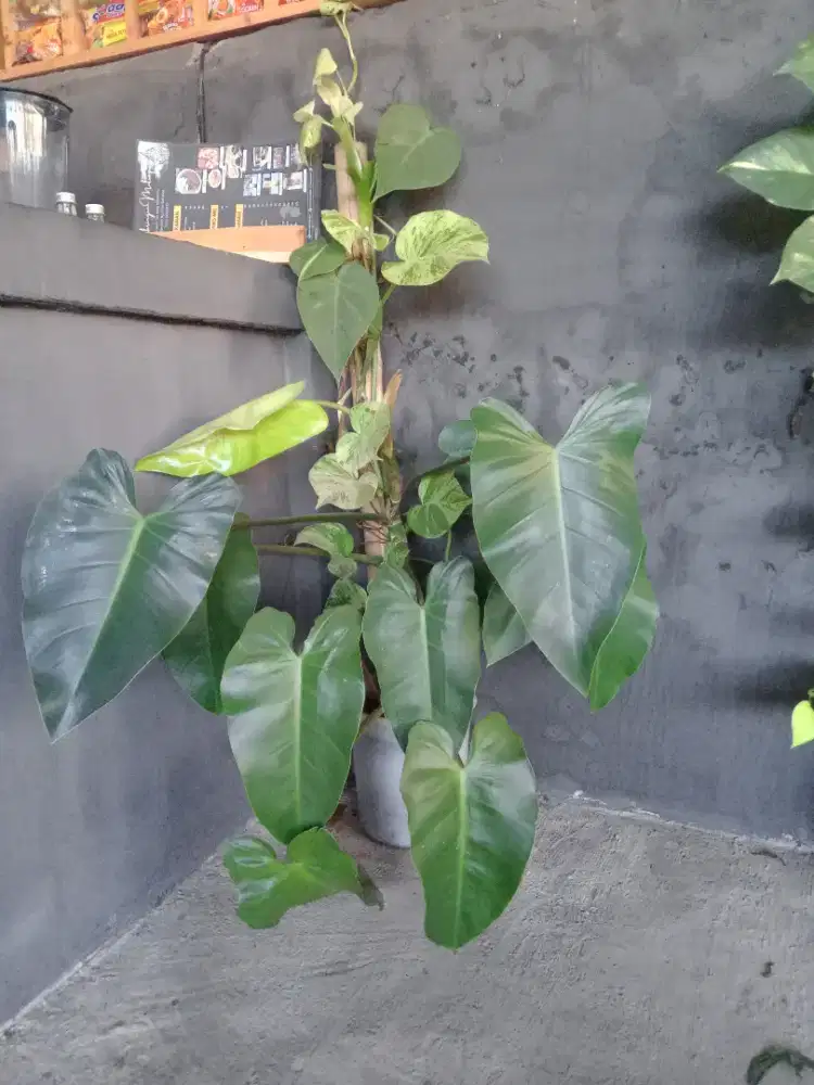 Tanaman outdoor/indoor