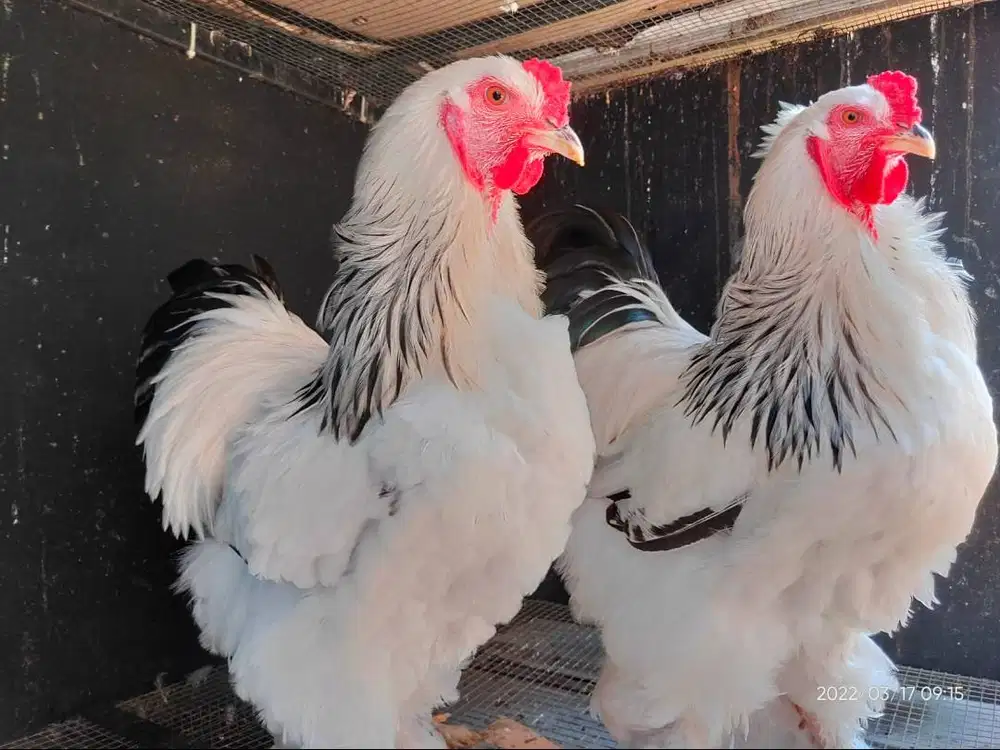 JUAL MURAH AYAM BRAHMA LOKASI SALATIGA