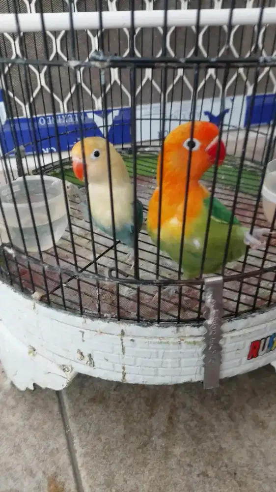 Lovebird Biola remaja
