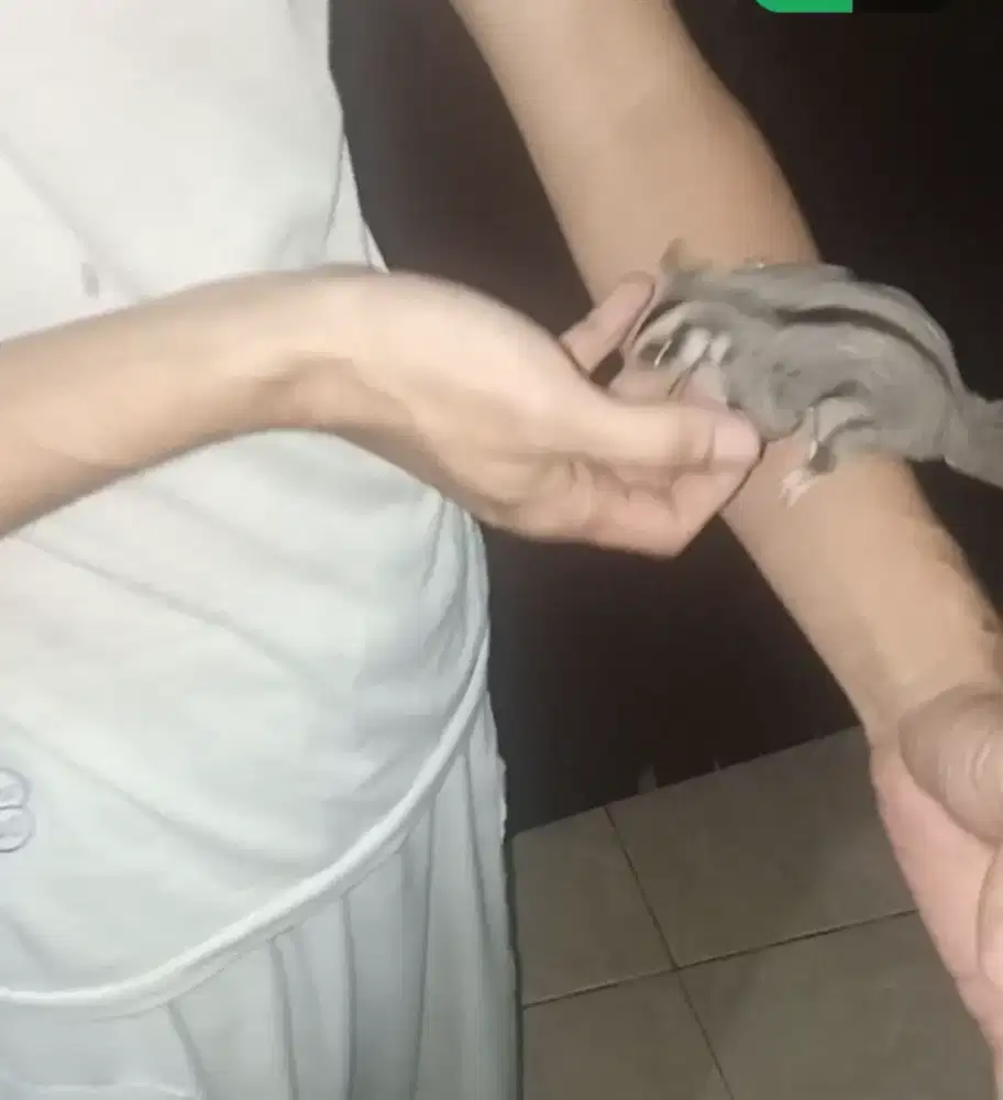 sugar glider jual cepat aj