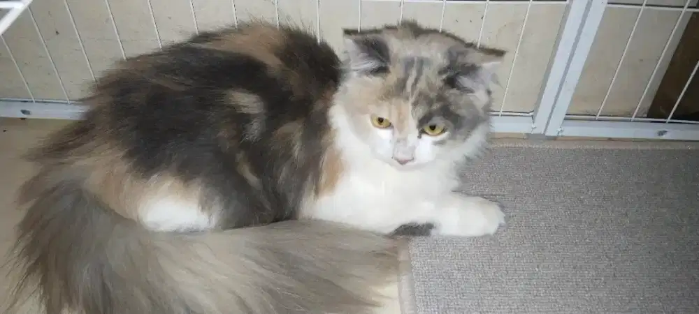 Cat sitter/pengurus kucing