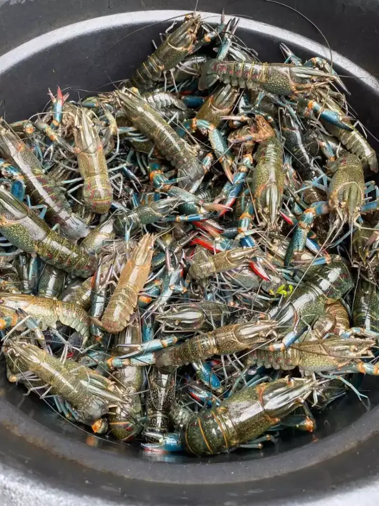 Lobster air tawar konsumsi per kg