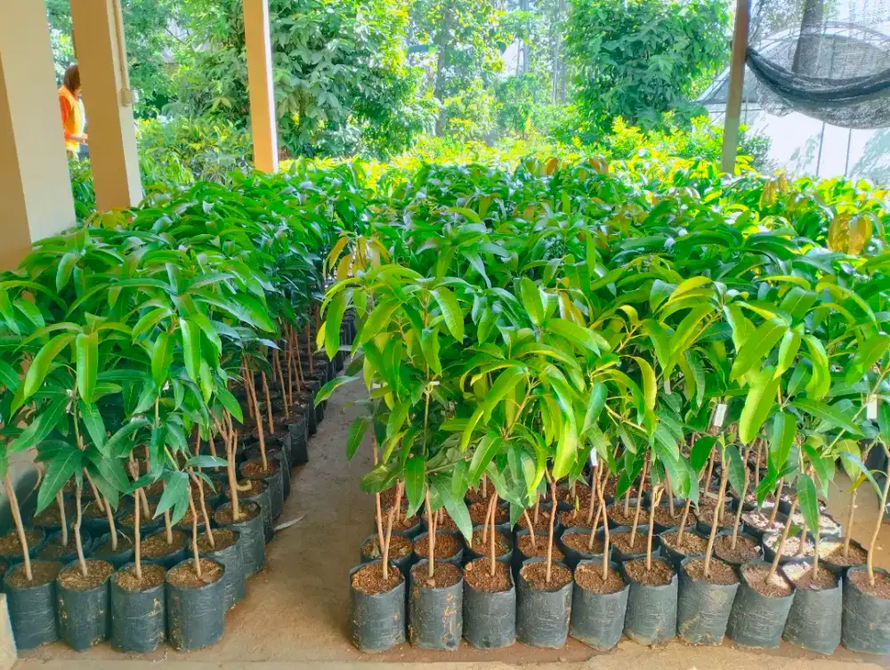 Bibit mangga kiojay 60-70cm
