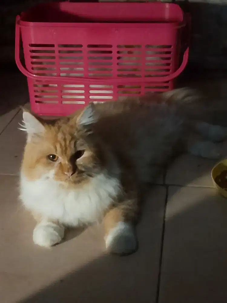 Persia jantan bigbone