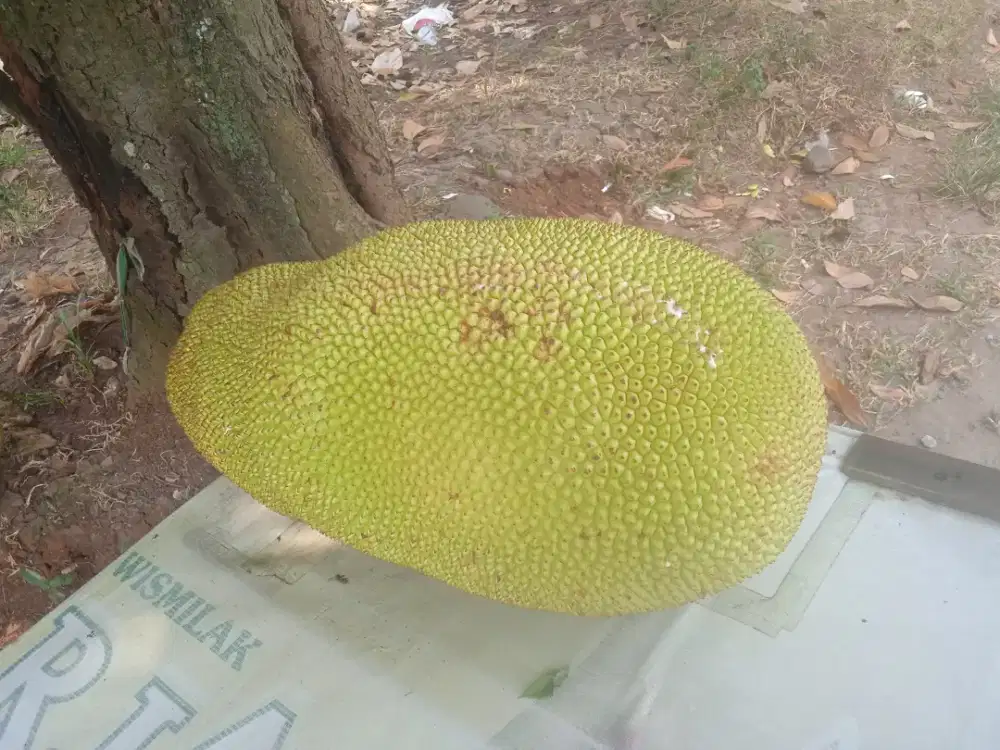 Yang minat Nangka sudah tua baru petik
