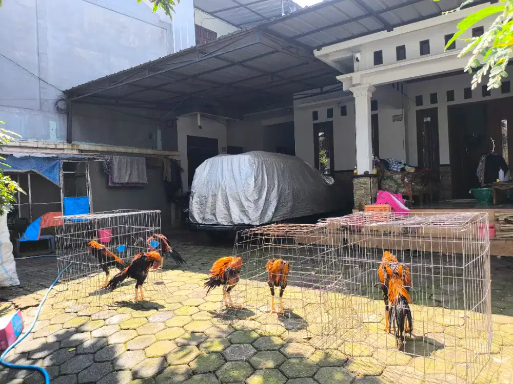 Ayam hias ekor lidi