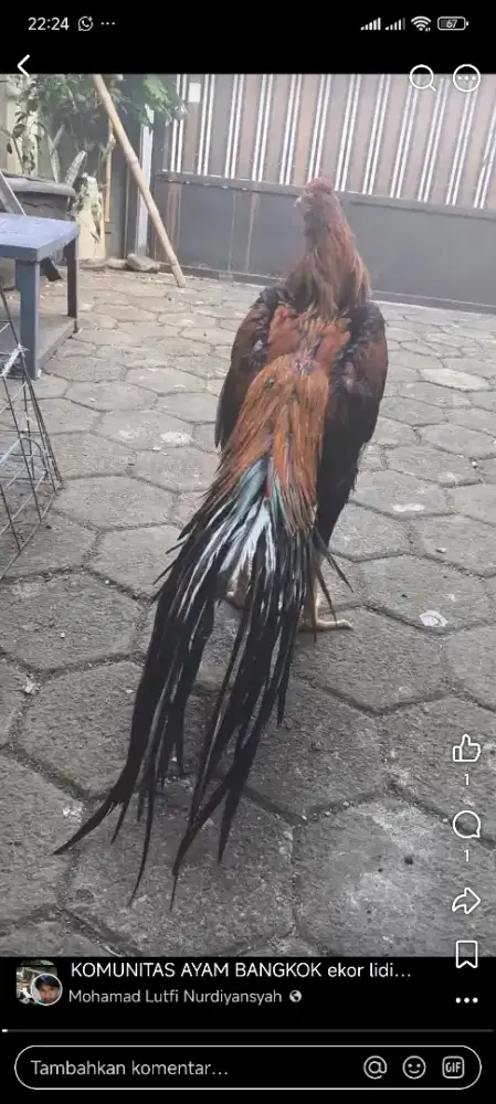 Ayam Bangkok ekor lidi