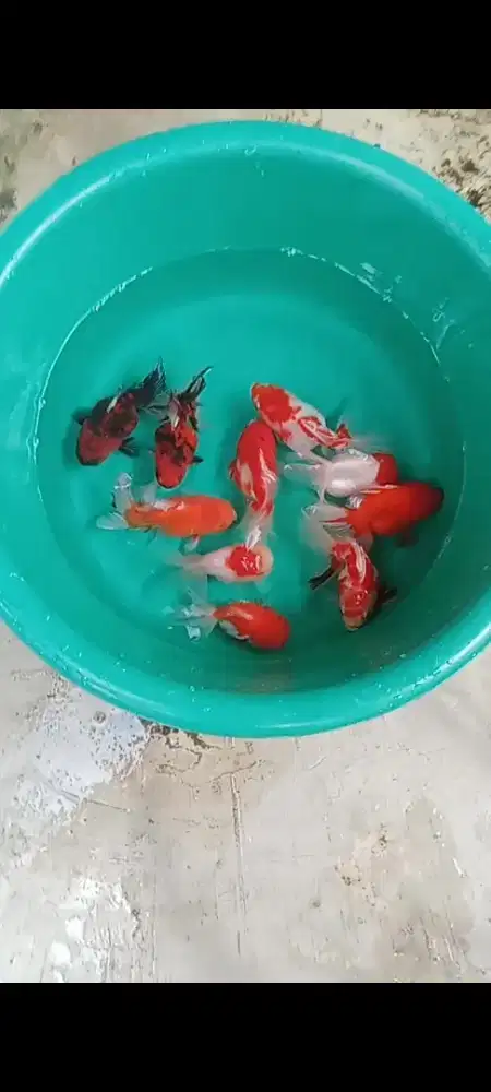 Koki Oranda caLico, sakura & Redcup