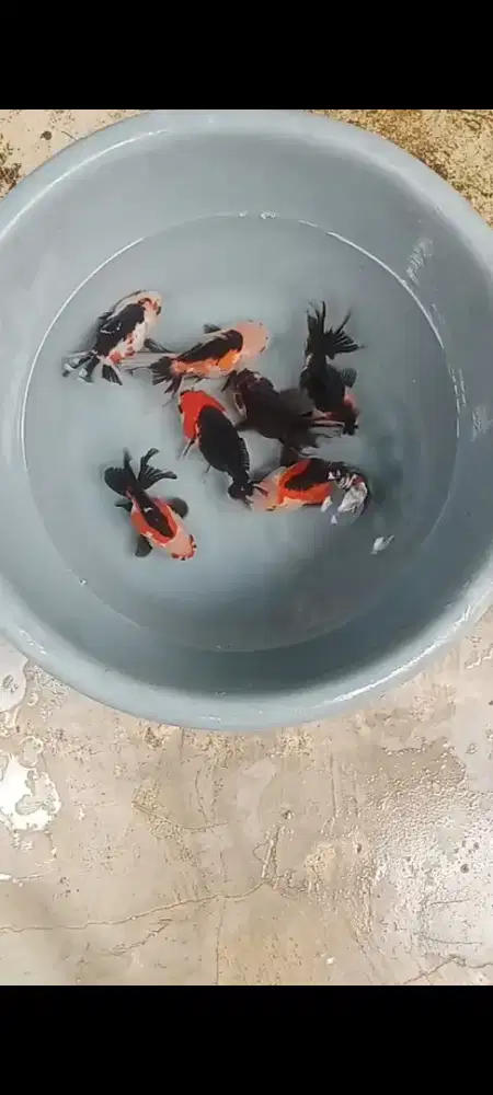 Koki GenTrico 7 ekor
