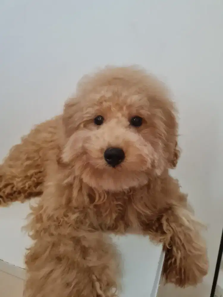 DI JUAL ANJING TOY POODLE