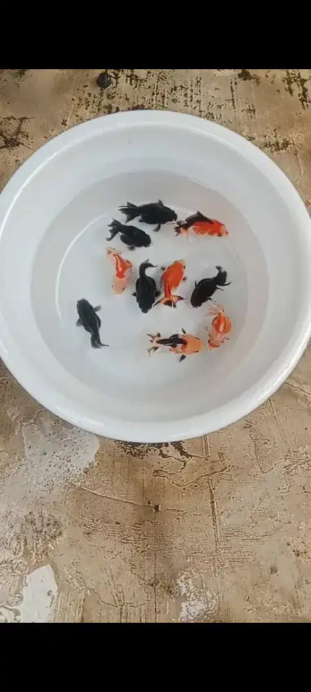 Koki Panda, Trico, Rw jawa