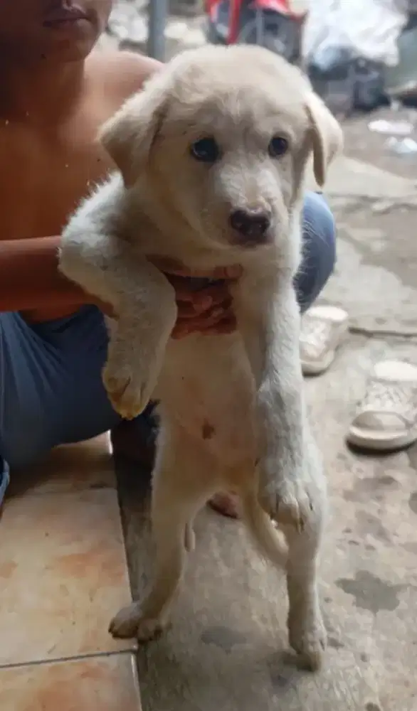 puppy labrador mix golden