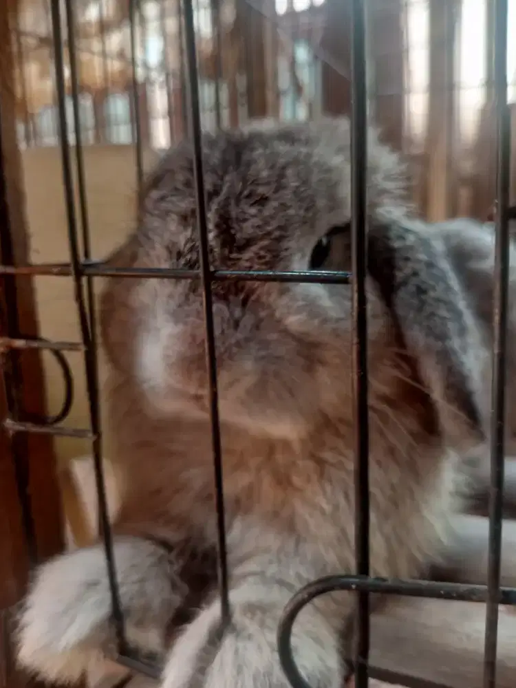 Kelinci Holland Lop Jantan