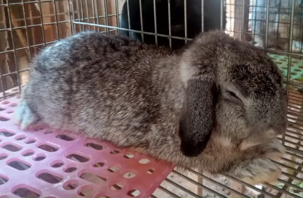 Kelinci Holland Lop Jantan