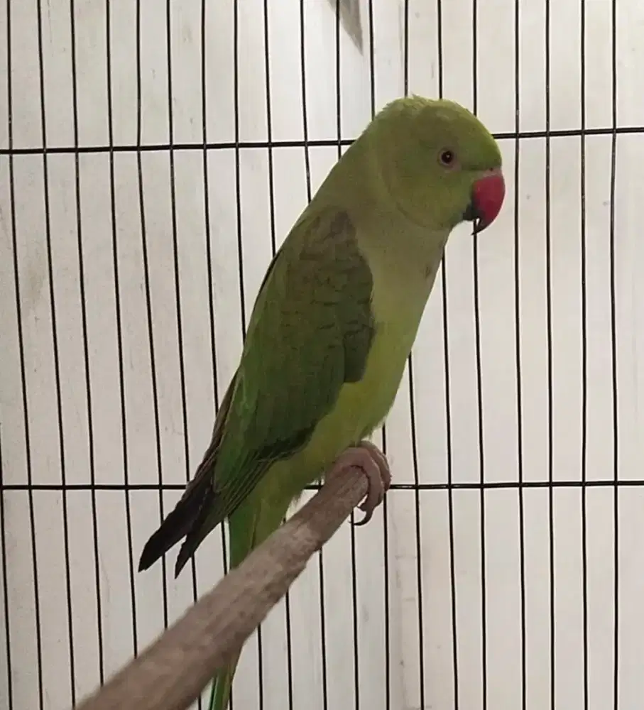 Indian ringneck ring neck irn conure
