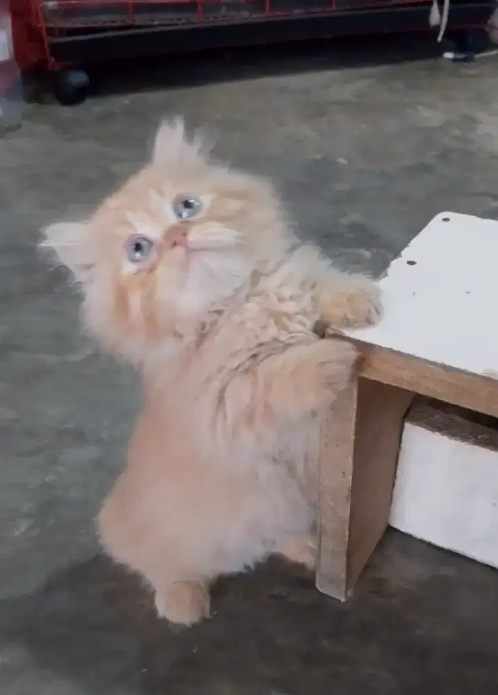 Kitten Munchkin x BSH colour point jantan
