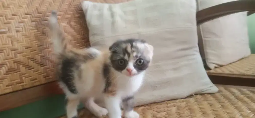 Kucing Scottish fold betina