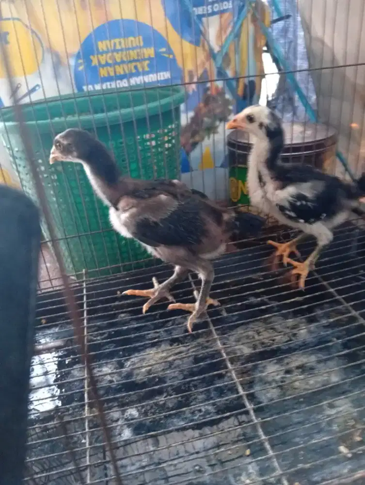 Ayam bangkok sepasang