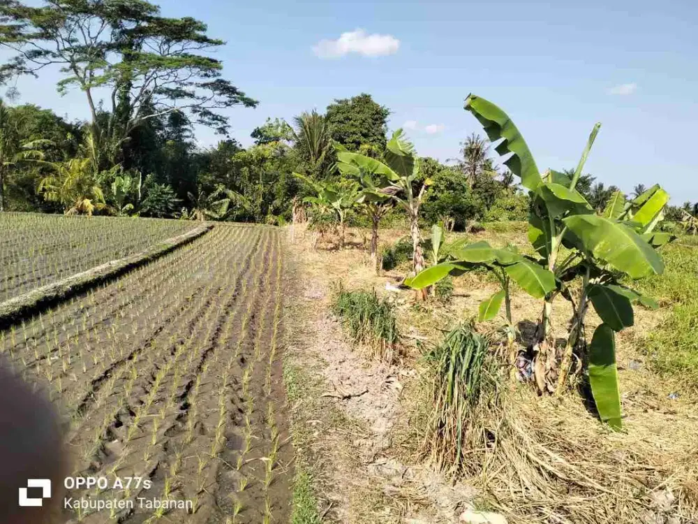 Dijual Tanah View Sawah Di Nyambu Kaba-Kaba Kediri Tabanan Bali